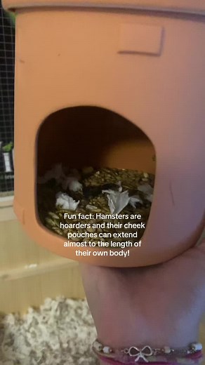 Fascinating Facts About Hamsters and Their Habits