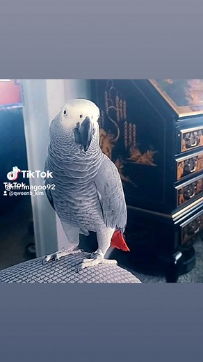 Mr Magoo (@mr.magoo92)’s videos with original sound - Mr Magoo