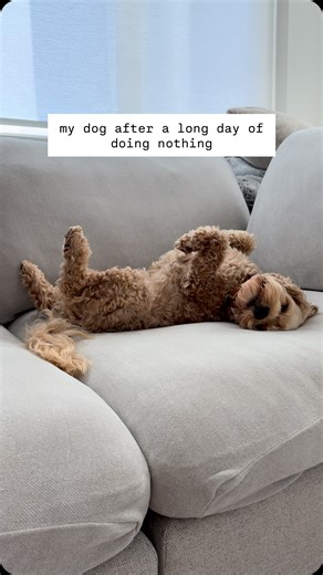 Kona The Mini Cockapoo on Instagram: "eat, sleep, poo, repeat 😇 . . #cockapookona #konathecockapoo #goldendoodle #cockapoo #minigoldendoodle #puppy #goldendoodlesofinstagram #dogs #funnydogs #doodles #puppiesofinstagram #sf #bayarea #dogsofinstagram #fluffydogs #puppyvideos #funnydogvideos #dogvideos #hypoallergenic #cutepuppies #igreels #emotionalsupportdogs #funnydogs #hypoallergenicdogs #fluffypup #dogsleeping #nolaninterior #dogmeme"