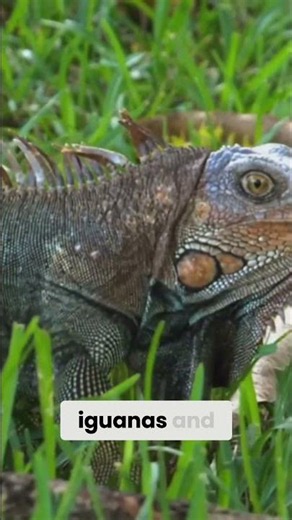 Never Touch An Iguanas Food | Watch What Happens Next | Dreddphotos Wild