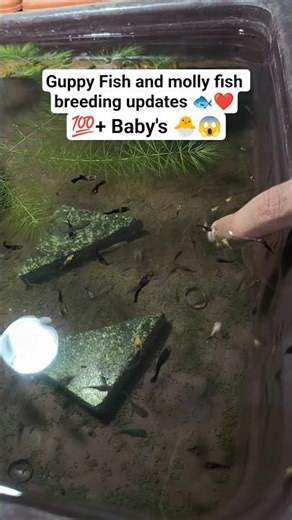 guppy fish and molly fish breeding updates 🥚🐣❤️#guppyfish#mollyfish#fishbreeding#guppybreeding