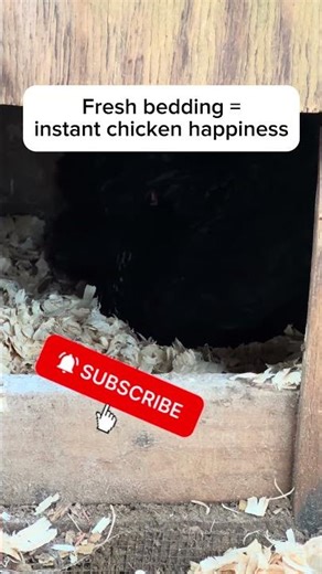 Why Chickens Make This Nesting Sound 🐔 Black Australorp Hens