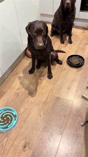 Feeding time at the madhouse! #labradors #labs #chocolatelabradors #madhouse #labrador