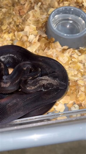 🥷🥷🥷 👉🏽👉🏽👉🏽 Click the link in my bio (https://linktr.ee/boasabound) for details on all available boas. Payment plans welcome! Also, make sure you follow all my social media accounts for additional content. Watch Bloggin Bout Boas on YouTube! Like, comment and subscribe! ———————————————————————— #VPI #ballpython #anaconda #BoasAbound10SecondTips #KenyanSandBoa #boa #boamorph #boaconstrictor #albino #animals #pets #snakes #viper #reptile #snakesofIG #IMG #reptilesofig #boasabound #Labyrint