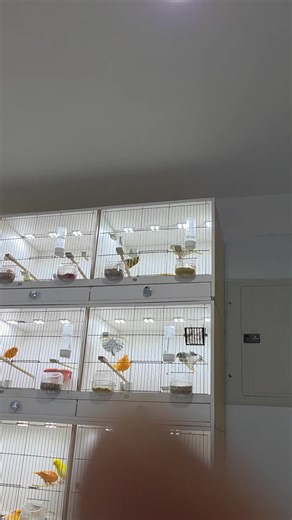 #canarysinging #birds #canary #کنری #canarybreeders 💪💪💪💪💪