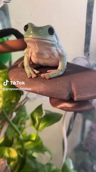 My girl bit me #whitestreefrog #fyp #exoticpets #reptile #dumpy | frog