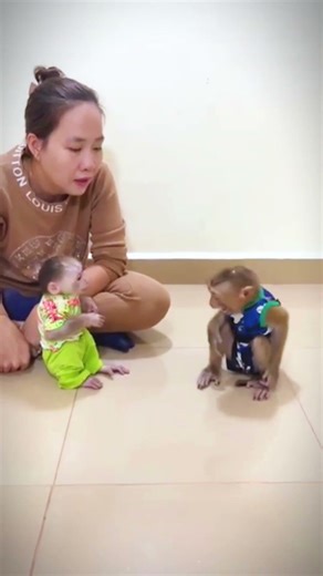 65 monkey video | monkey | bandar | monkey voice | funny manki comedy video | monkey video #shorts