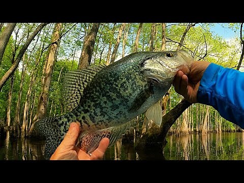 "Catch loads of Crappie fishing with a beetle spin and live minnow"