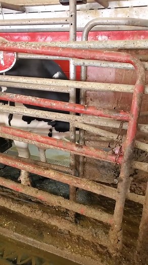 It's hot again outside today. Stay inside. Learn how robots milk our cows. Much safer and better use of your time :D | IowaDairyFarmer