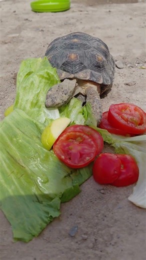 Mi tortuguita 🐢🥰 #viral #tortuga #animales #Gopherus