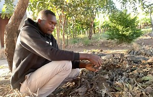 8.9K views · 490 reactions | Make your own dry fertilizer using comfrey leaves | Radical Farmer - Organic Farm7 | Facebook