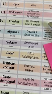Cranial Nerves Study Guide - Cranial Nerves Cheat Sheet - Cranial Nerves Functions - Cranial Nerves Assessment - Cranial Nerves Review - Etsy