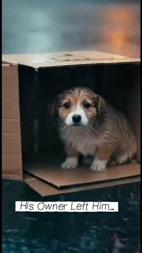 Abandoned Sick Puppy Rescued from the Street