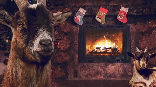 Goats 'Sing' Holiday Carols in Viral Video