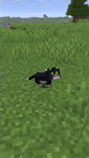 New Baby Cat Model in Minecraft