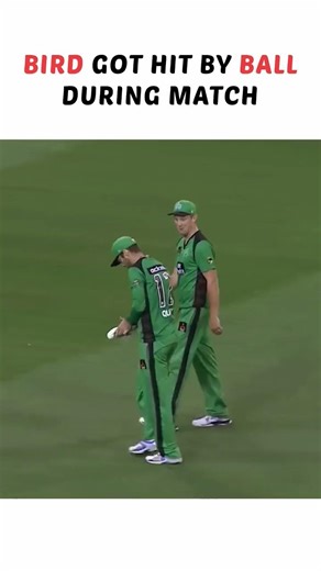 Bird Hit by Cricket Ball 😲 | Unexpected Moment in Cricket Match #shorts #cricket
