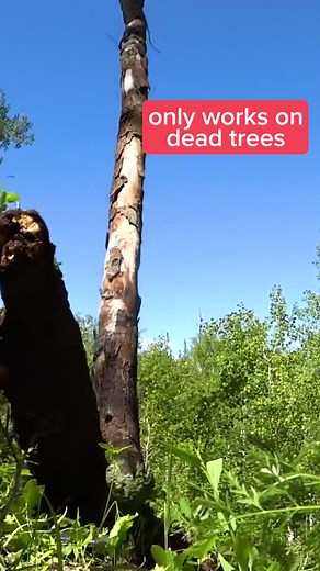 TIMBERRRRR #tree #science #scienceexperiment #nflplayoffs #liftandsnatchbrow #tiktokpartner #learnontiktok