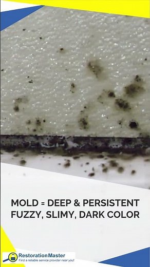 Mold vs Mildew: How to Tell the Difference Before It Spreads #mold #mildew #restoration