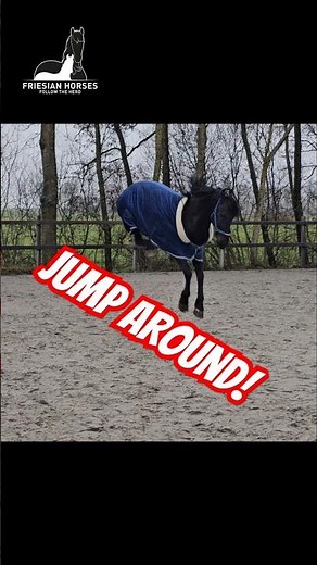 Frisky colt!! Jump around!! #Friesian #Horses #Followtheherd #equestrian