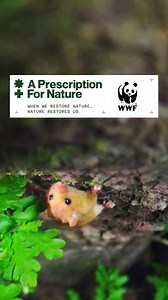 25K views · 264 reactions | The natural world does wonders for our mental wellbeing. Explore WWF's latest campaign to find more ways you can get your daily dose of nature. | WWF UK | Facebook