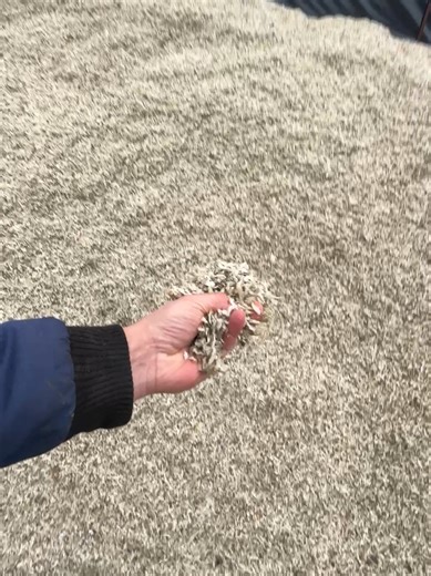 Zuckerschnitzel Lieferung für Kühe: Optimale Lagerung