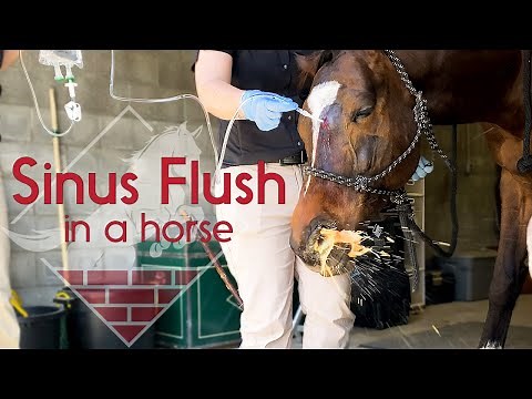 Flushing a Horse's Sinus