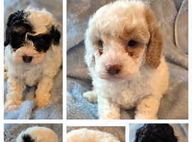 F1B Cavapoo Puppies 2 x boys available - £1,250