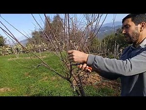 La taille de fructification du prunier