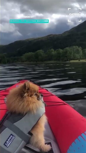 Dog Loves Kayak Adventures
