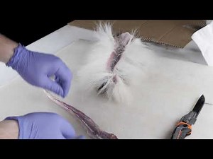 How to Skin and Tan Your Own Bucktails for Fly Tying