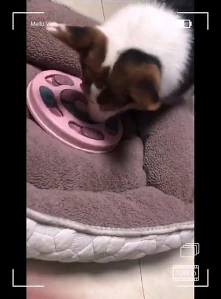 Puzzle toy for pets and puppy