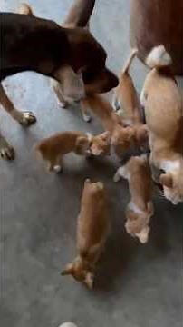Your daily dose of cuteness with my cats and kittens 🐾 #cute #cutecat #kitten