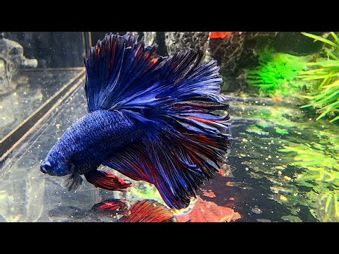 Feeding My Fish — What They Really Eat