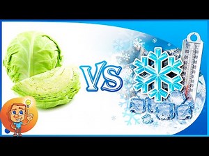 Freeze Cabbage - Can cabbage be frozen and then use it? - Cabbage Storage