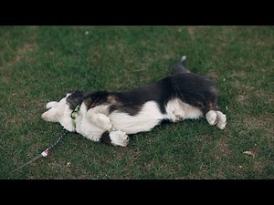 The Fascinating History of the Cardigan Welsh Corgi