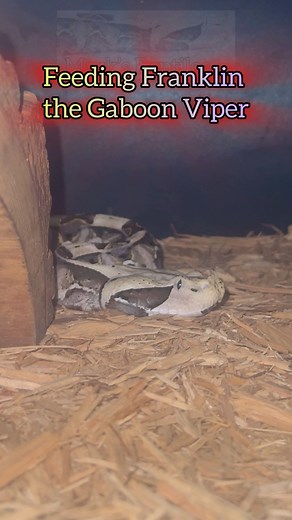 3.8K views · 38 reactions | Franklin the Gaboon Viper feeding. Strike in normal speed and in slow motion with an extra fang foldage clip at the end! It’s amazing to see the strike slowed down. The fang swings in and out, after biting, that happen so quick it’s hard to notice in normal speed. #gaboonviper #strike #gaboon #viper #bitis #venomous #snakes | Mark’s Reptiles | Facebook
