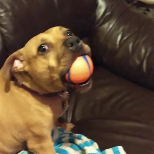 Dog Struggles to Howl at Sirens Without Letting go of Ball in Her Mouth