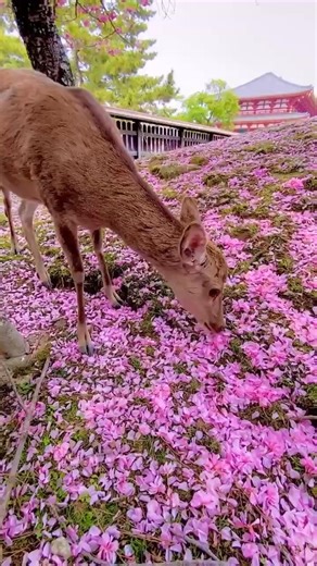 🌸 🦌🌸 “~ Double cherry blossom petals and deers ~ 🌸 🦌🌸“At Nara Park, where the double cherry blossoms are beginning to fall.“ The deer, who are said to be messengers of God, also seem to be obsessed with the petals of double cherry blossoms…🌸🦌✨🌸 🦌 ✨🌸✨🦌🌸. ** A deer eating flower petals with great concentration 🦌✨🌸. 📍 Location: Nara Park, Nara Prefecture 🇯🇵. * Photographed in mid-April 2025. ★★Congratulations & Thankyou ♪✩ 👏🏼👏🏼. Video creator ➡️ 🎥 @kyoto_fan_jp | Photography 