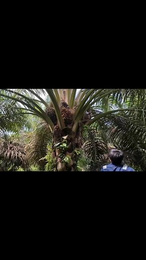Climbing Tall Palm Trees for Frond Harvesting