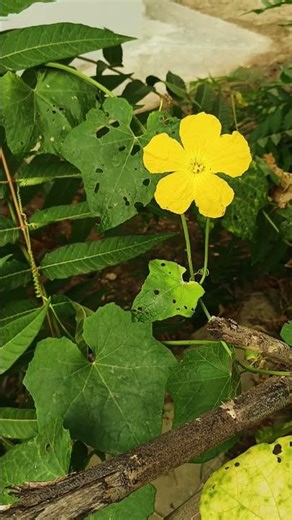 asthetic cinematic shots|4k aesthetics cinematics