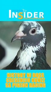 32K views · 1K reactions | History ni Mr. Cresencio Nuñez sa pigeon racing. Full Video post in Youtube Disclaimer: This video was shot, edited and produced by Secret of Pigeon Racing in the Philippines. No animals were harmed during the making of this video. Please do not copy or repost my videos. Copyright ©️ 2024 Secret of Pigeon Racing. All Rights Reserved. #secretofpigeonracing #racingpigeons #everyonefollowers | Pigeon Insider | Facebook