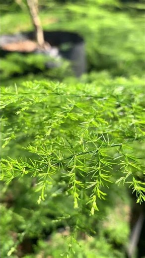 Asparagus Fern