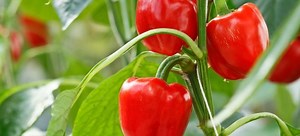 How to Grow Bell Peppers Hydroponically | DoItYourself.com