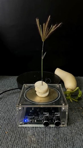 Tesla coil + Chinese radishes + plants