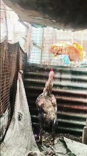 Java murga Pakistan Aseel murga #chicken #aseelmurga #viral #youtube #birds