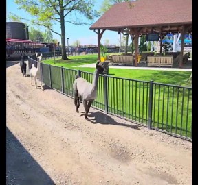 Watch: Animals run loose from Cedar Point petting zoo