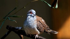 Diamond, Background, Texture