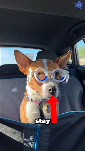 Motion sickness glasses explained Anti nausea travel glasses that reduce car sickness naturally.