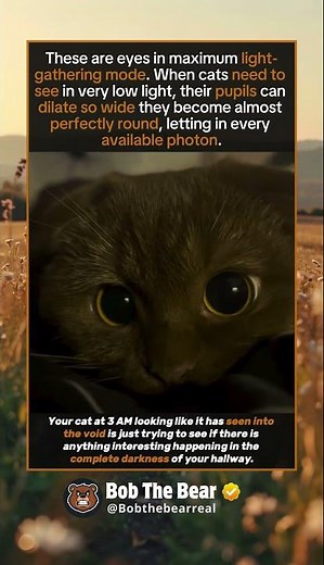 When Your Cat's Eyes Turn Into Black Holes