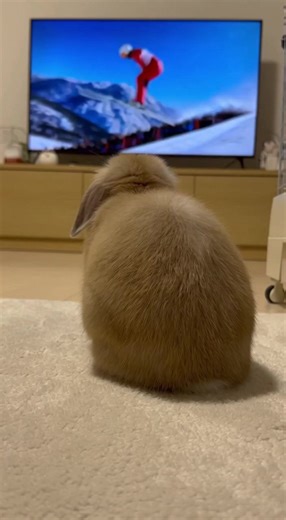 Part 1: Rabbits Competing in the Olympics